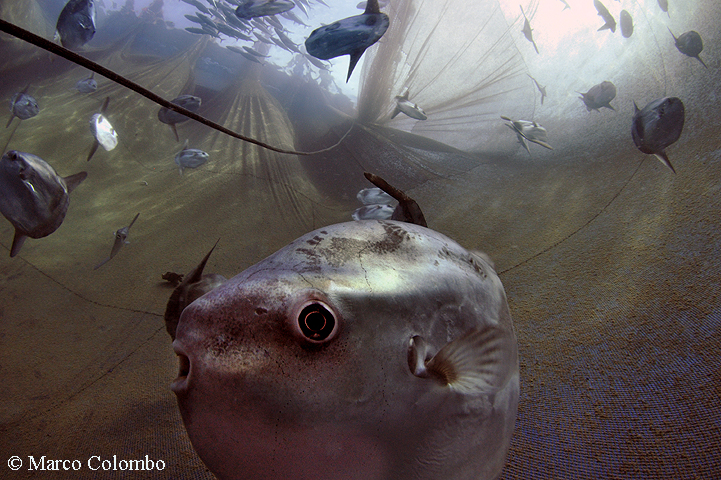 Read more about the article Sunfish