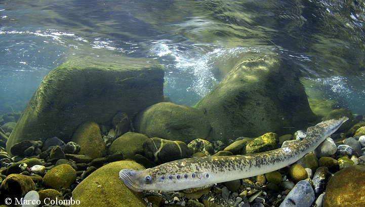 Read more about the article Sea lamprey