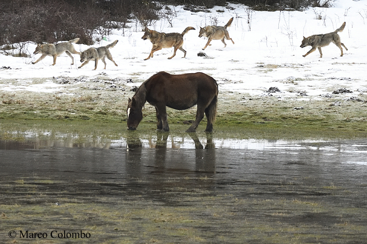 Read more about the article Italian wolf