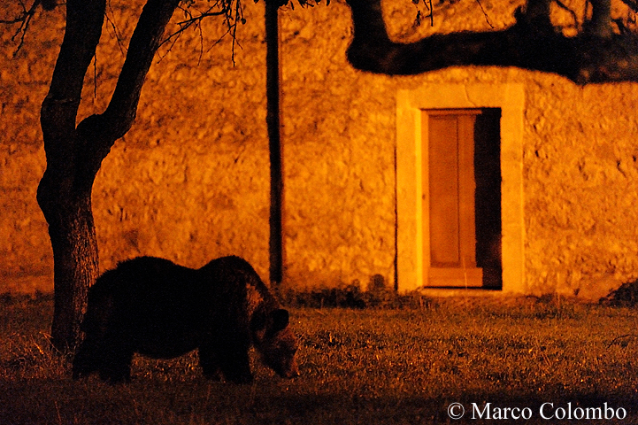 Al momento stai visualizzando Orso marsicano