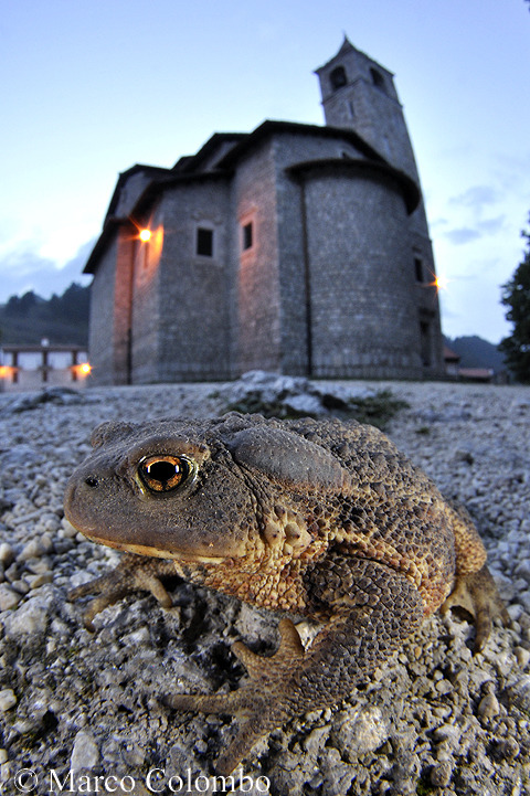 You are currently viewing Italian crested newt