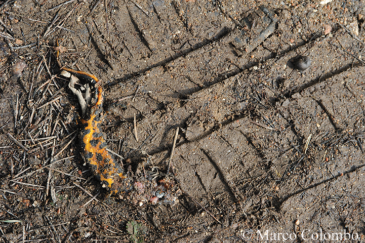 You are currently viewing Italian crested newt