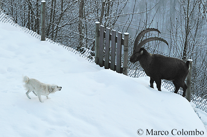 Read more about the article Alpine ibex