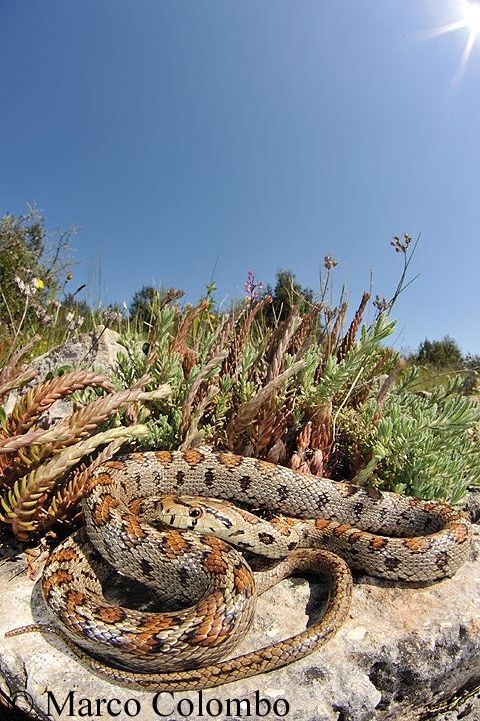 Al momento stai visualizzando Colubro leopardino