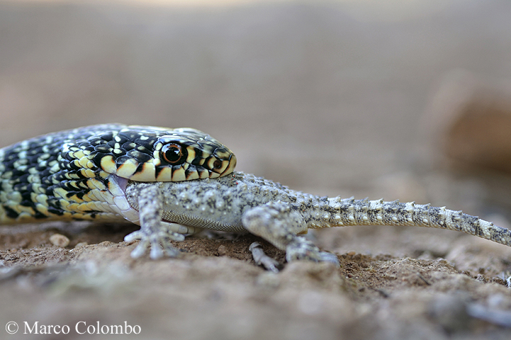 You are currently viewing Western whip snake