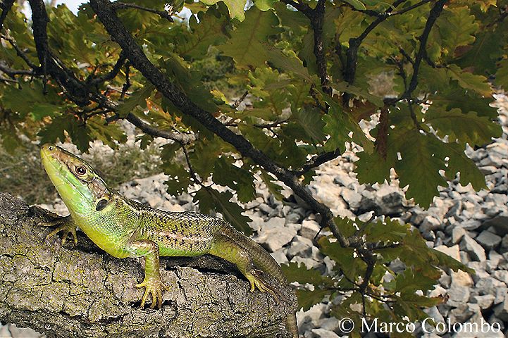 Read more about the article Western green lizard