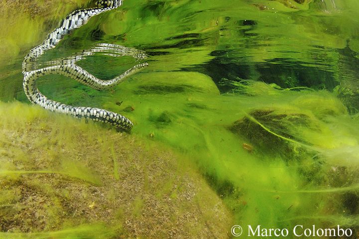 Scopri di più sull'articolo Natrice tassellata