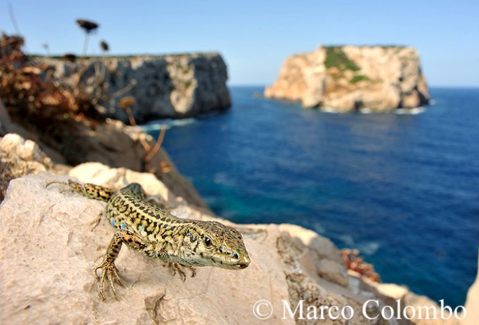 You are currently viewing Thyrrenian wall lizard