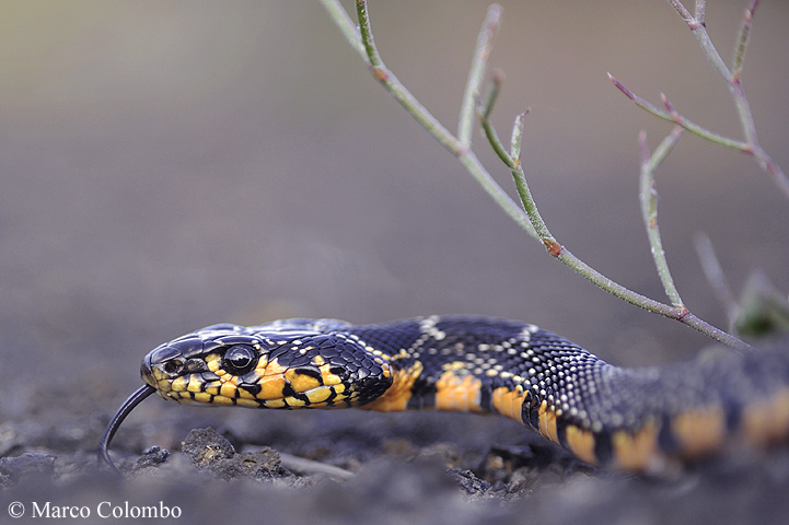 Read more about the article Horseshoe whip snake