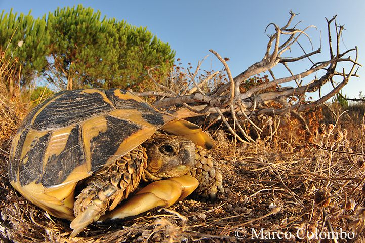 Read more about the article Hermann’s tortoise