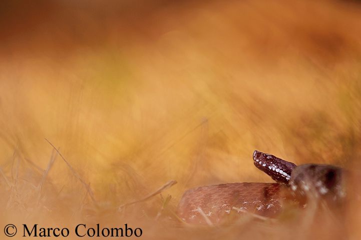 Al momento stai visualizzando Vipera comune