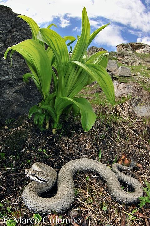 Al momento stai visualizzando Vipera comune