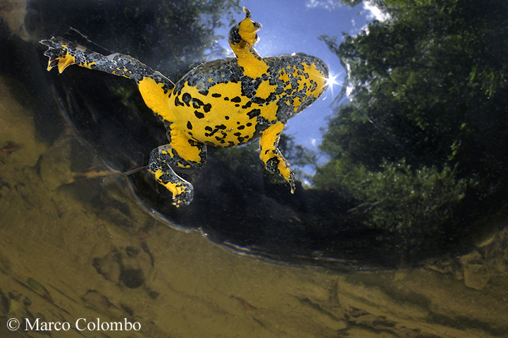 Read more about the article Apennine yellow-bellied toad