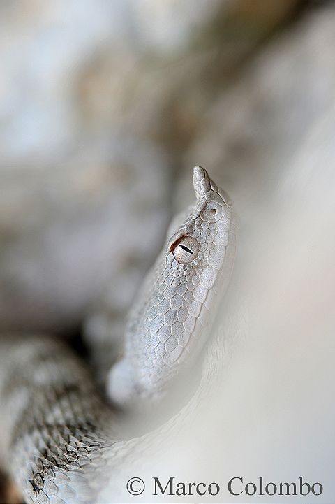 Read more about the article Horned viper