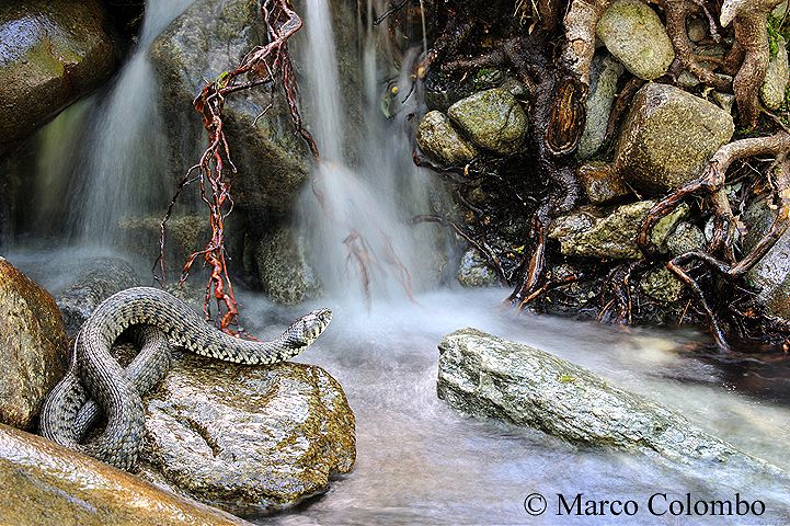 You are currently viewing Grass snake