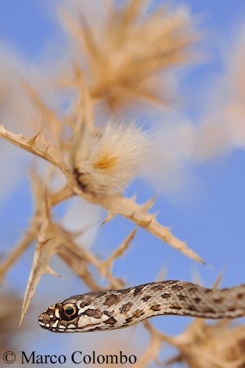 You are currently viewing Montpellier’s snake