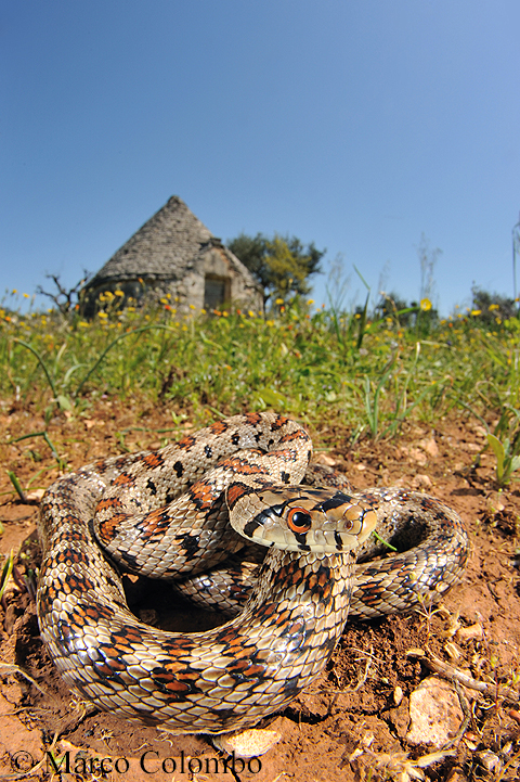 Read more about the article Leopard snake