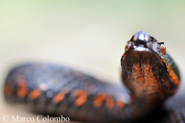 Al momento stai visualizzando Vipera comune