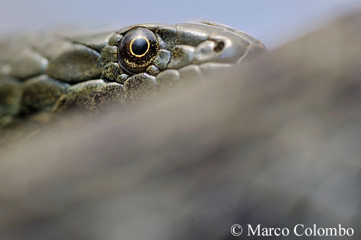 Al momento stai visualizzando Natrice tassellata