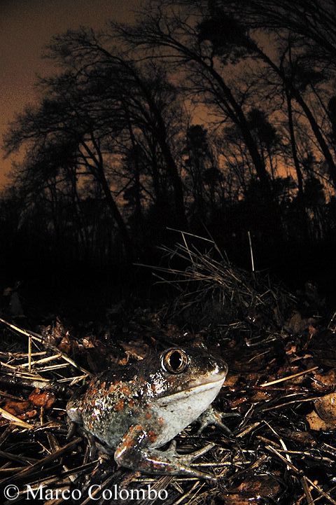 You are currently viewing Common spadefoot toad