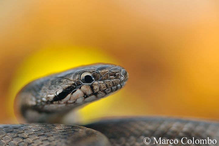 You are currently viewing Southern smooth snake