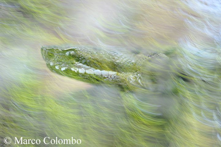 Al momento stai visualizzando Vipera comune