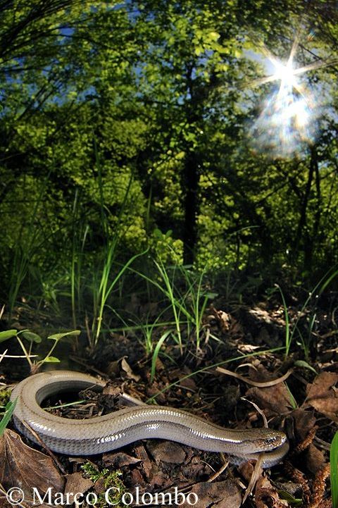 You are currently viewing Italian slow worm