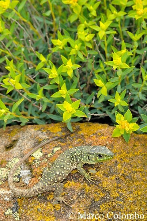 Read more about the article Ocellated lizard