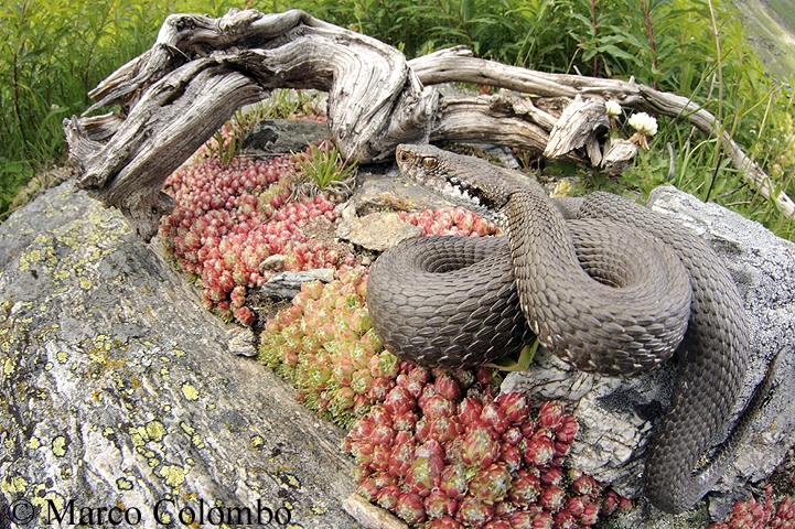 Al momento stai visualizzando Vipera comune