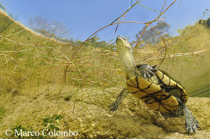 You are currently viewing European pond turtle