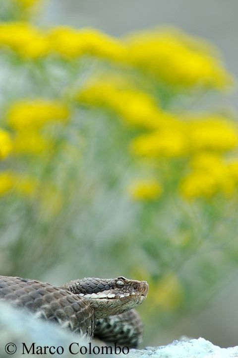 Al momento stai visualizzando Vipera comune