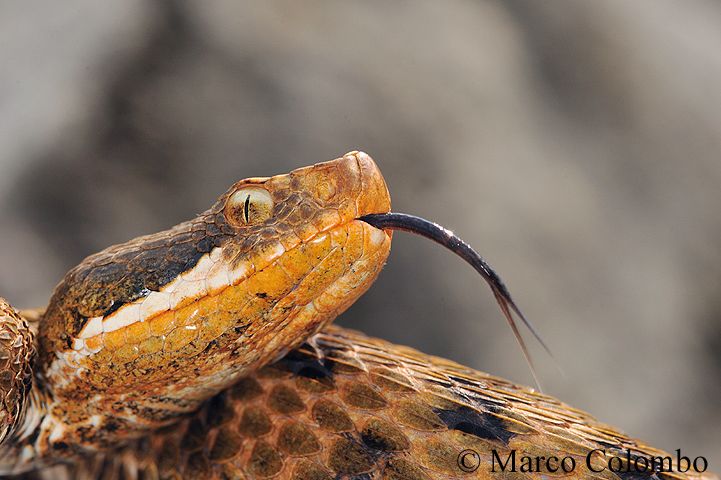 Al momento stai visualizzando Vipera comune