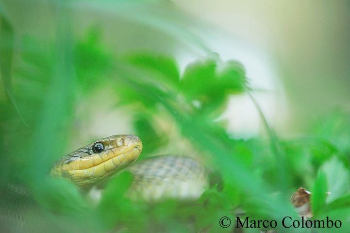 You are currently viewing Common Aesculapian snake