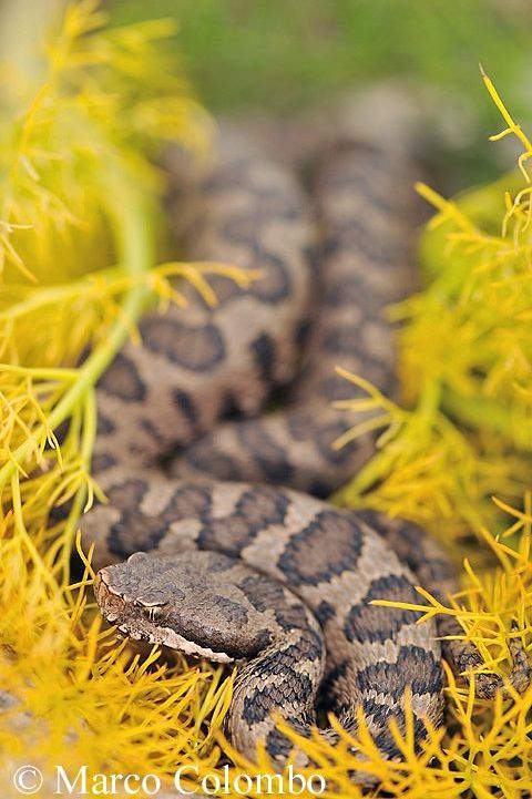 Al momento stai visualizzando Vipera comune