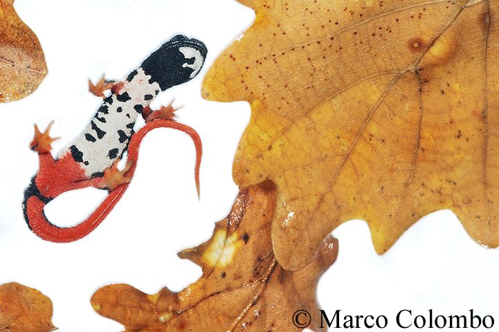 Read more about the article Savi’s spectacled salamander