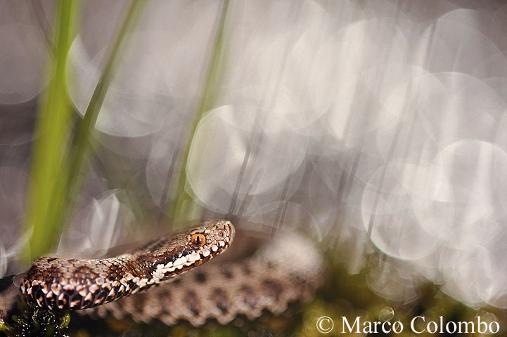 Al momento stai visualizzando Marasso