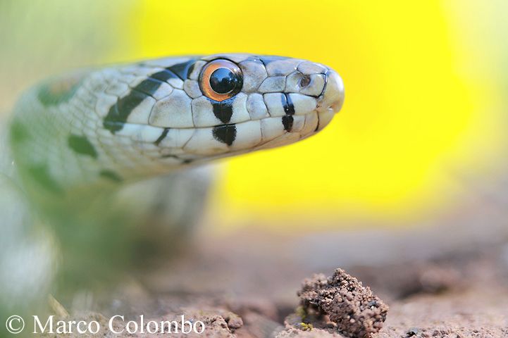 Al momento stai visualizzando Colubro leopardino