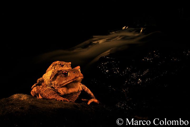 Read more about the article Common toads