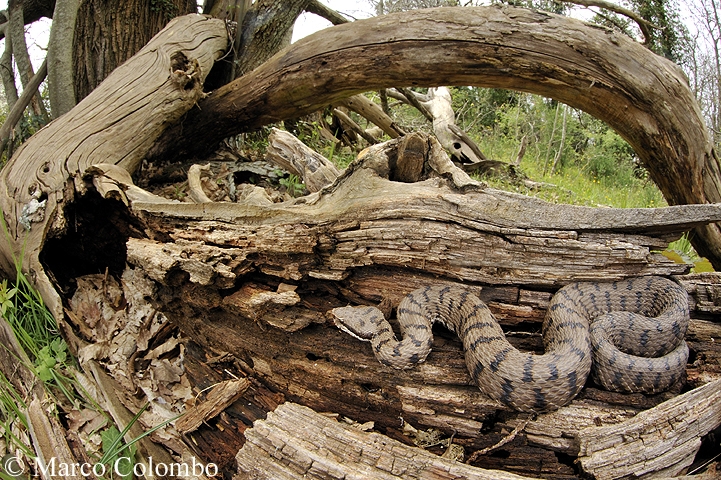 Al momento stai visualizzando Vipera comune