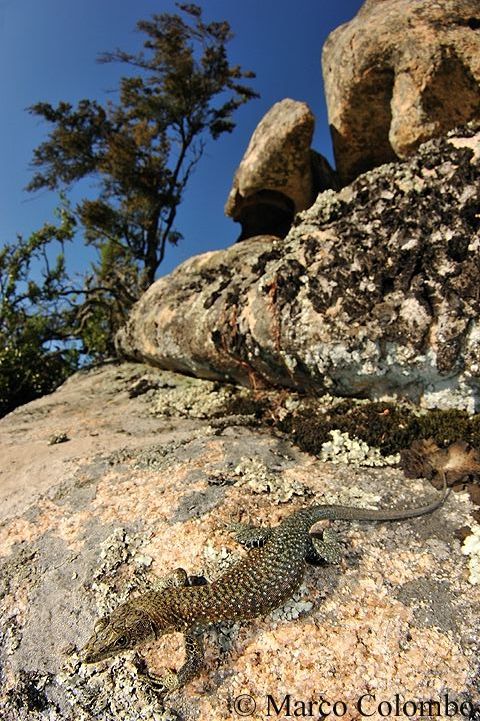 You are currently viewing Bedriaga’s rock lizard