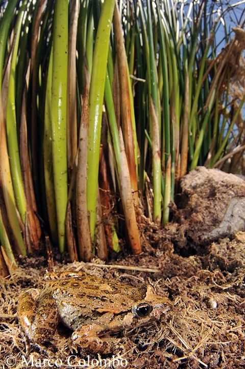 You are currently viewing Tyrrhenian painted frog