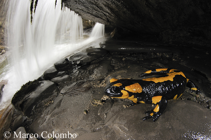 You are currently viewing Fire salamander