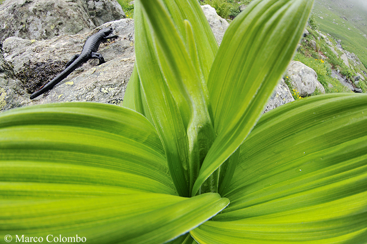 You are currently viewing Lanza’s alpine salamander