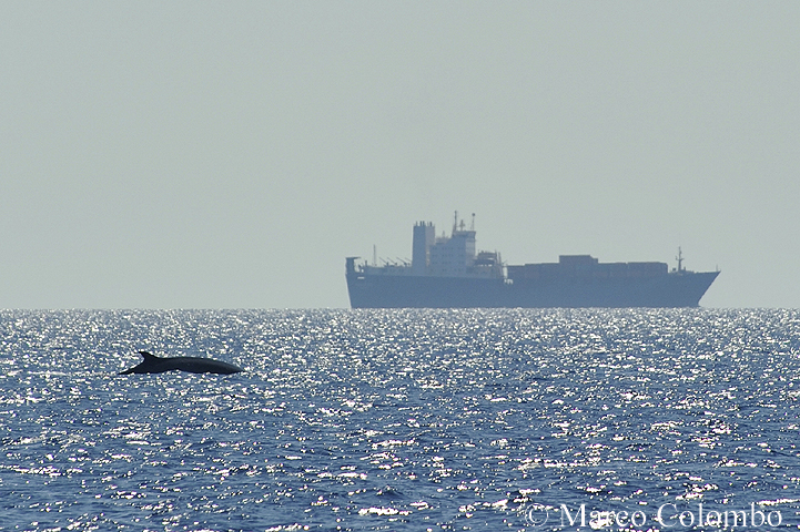 You are currently viewing Fin whale