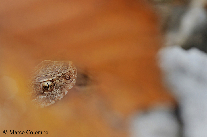 Al momento stai visualizzando Vipera comune