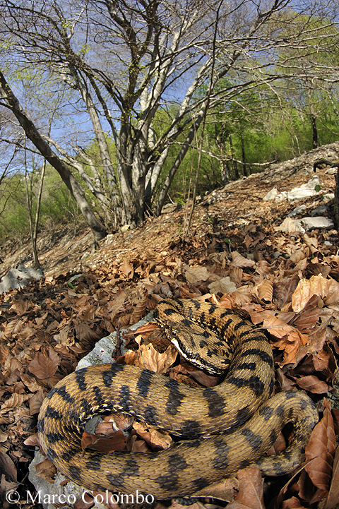 Al momento stai visualizzando Vipera comune