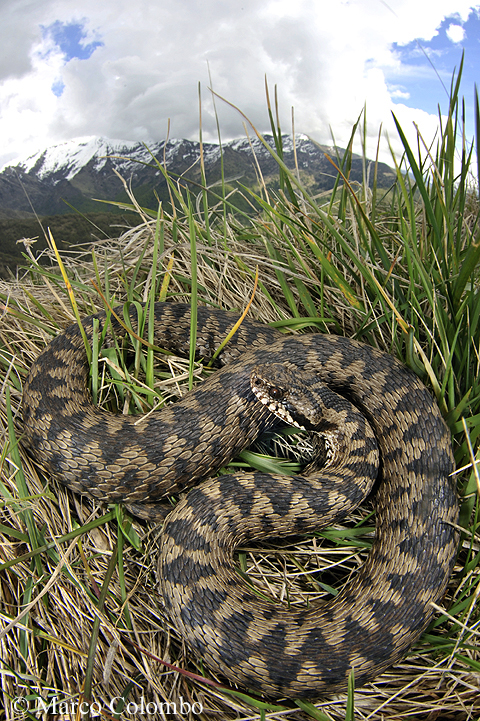 Al momento stai visualizzando Vipera dei Walser