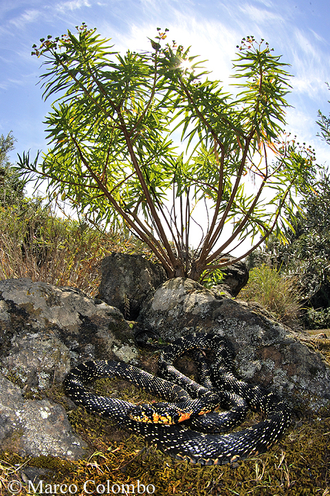 Read more about the article Horseshoe whip snake