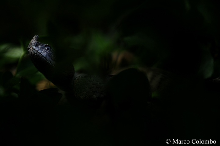 Al momento stai visualizzando Vipera dal corno