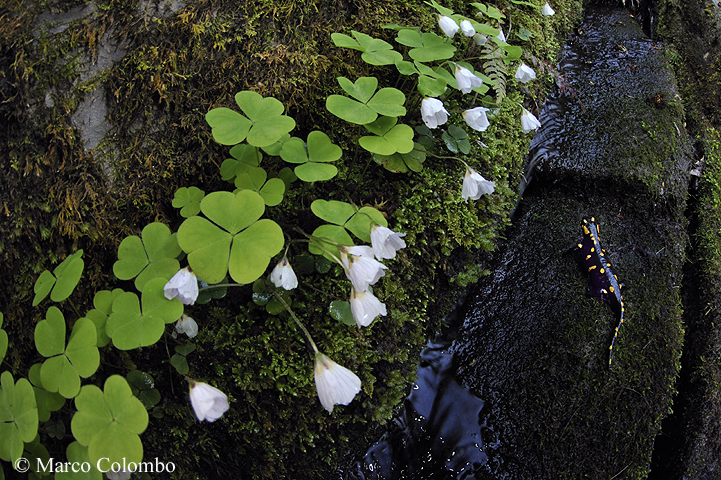 Read more about the article Fire salamander